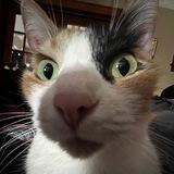 $ELLIE $POPCAT'S SISTER