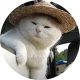 $HATCAT | PORTAL