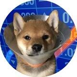 gogowifcone $GOGO