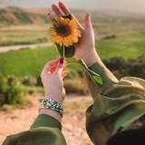 استوری تاوا