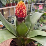 Gardening World
