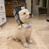 dogwifbox - $WIFBOX portal