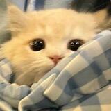 neko 🐈
