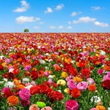 Цвета Цветов 🌺