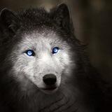 Kedai wolf