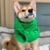 dogwiftowel - $WIFT portal