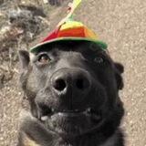 dogwifspinninghat community