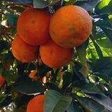🍃بآغِ پُࢪتِقآل🍊☁️