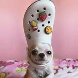 Dogwifcrocs $CROCS