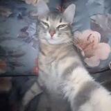 Rizz Cat