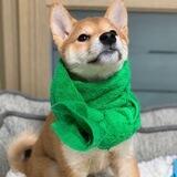 Dogwiftowel | Solana