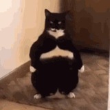 FATCAT PORTAL