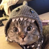 nalathecat - NALA