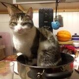 COOK Cat Portal