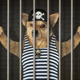 DOGINJAIL COIN