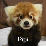 $PiPi