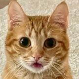 Tori the Cat (TORI)