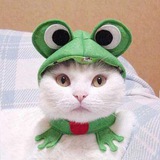 😻 MEOW | Cat In A Frogs World