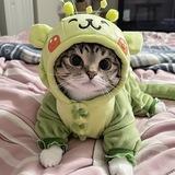 Pokemon Cat | Portal