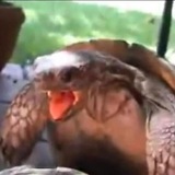 THE MATING TURTLE PORTAL