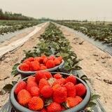 Ягода Киргизии |Новосибирск