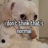 homophobic dog
