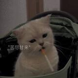 天达倒下日记