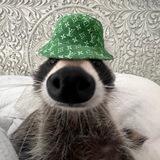 racoonwifhat