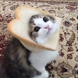 Cute Kittens & Other Stuff