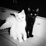 LVIOV