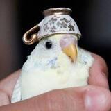 BIRB Token SOLANA