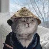 $YUKI Samurai Cat Portal