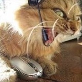 gamercat (portal)