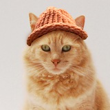 CateWifHat