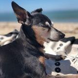Stella Bean Portnoy - $STELLA - Solana