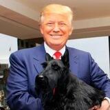 TrumpWifDog