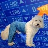 dogwifpants