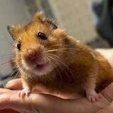 Хомяки🐹