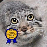 [🏅] romu's catpository