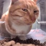Street Cat (哈啰街猫)