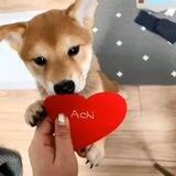 ACHI | The dog behind $WIF