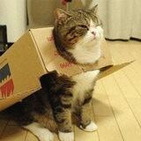 airplane cat | $plane| portal | cto