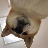 upside down dog