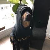 Cleo | Binance's dog