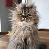 Just Woke Up Cat