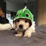 $RAWR CTO PORTAL