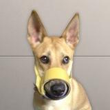 tapped dog - $tDOG Portal