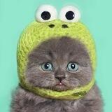 FrogCat Portal
