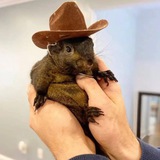 Back $PNUT the Squirrel