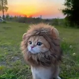LionCat Portal